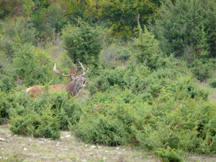Alla corte di Sua Maest l''Unicorno - (fotoracconto fantasy)